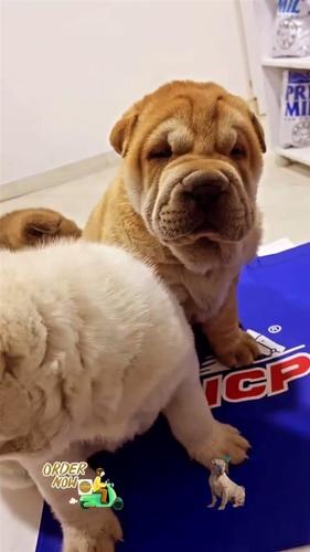 Shar pei