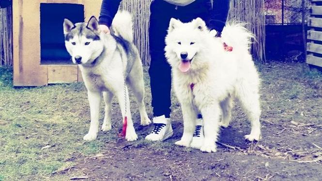 Husky