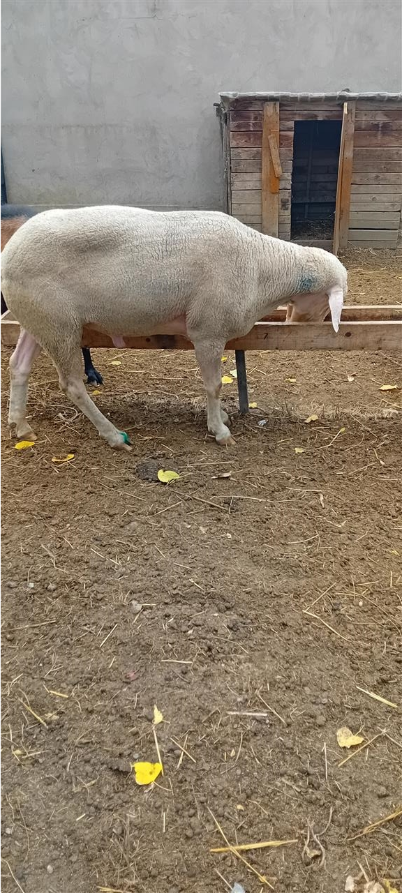 Deĺe