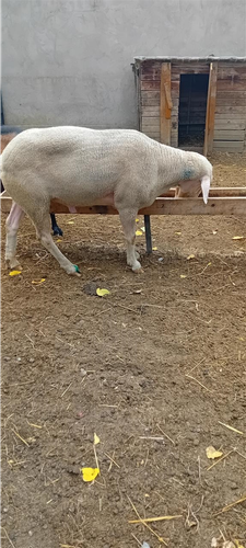 Deĺe