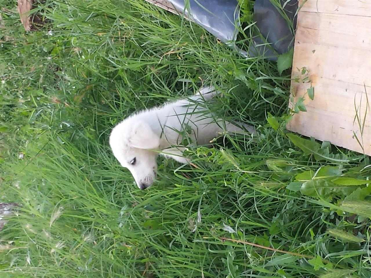 Labrador
