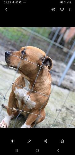 Pitbull