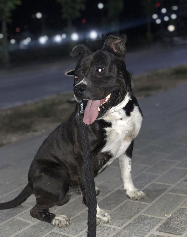 Pitbull