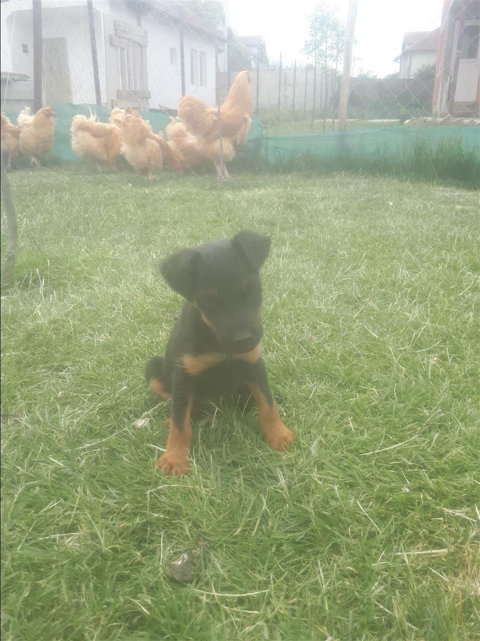 Qeni
