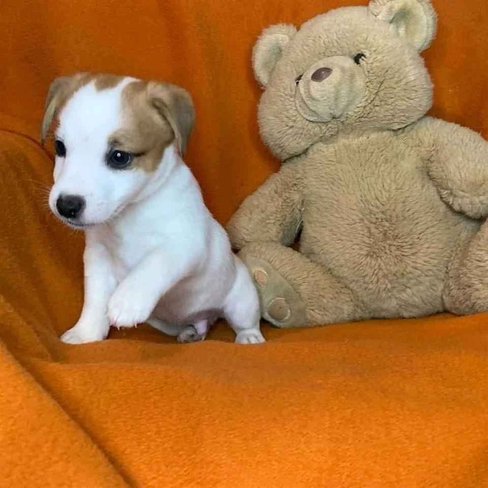 Këlyshët-e-Jack-Russell