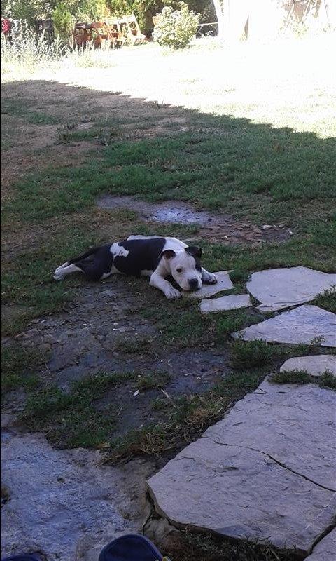 pitbull