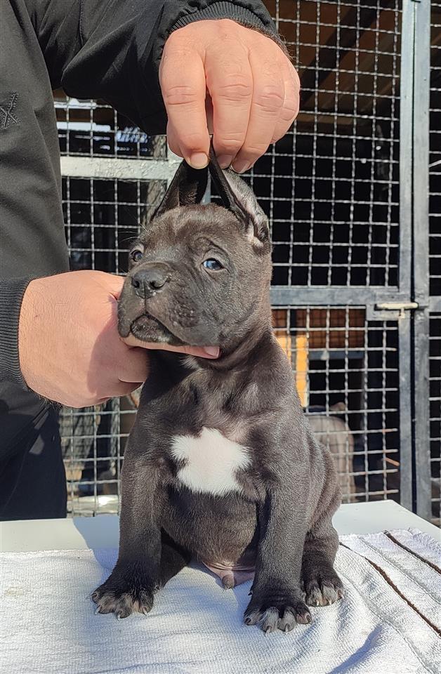Cane-Corso