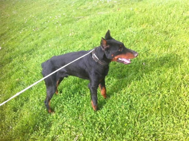 shitet dobermani 