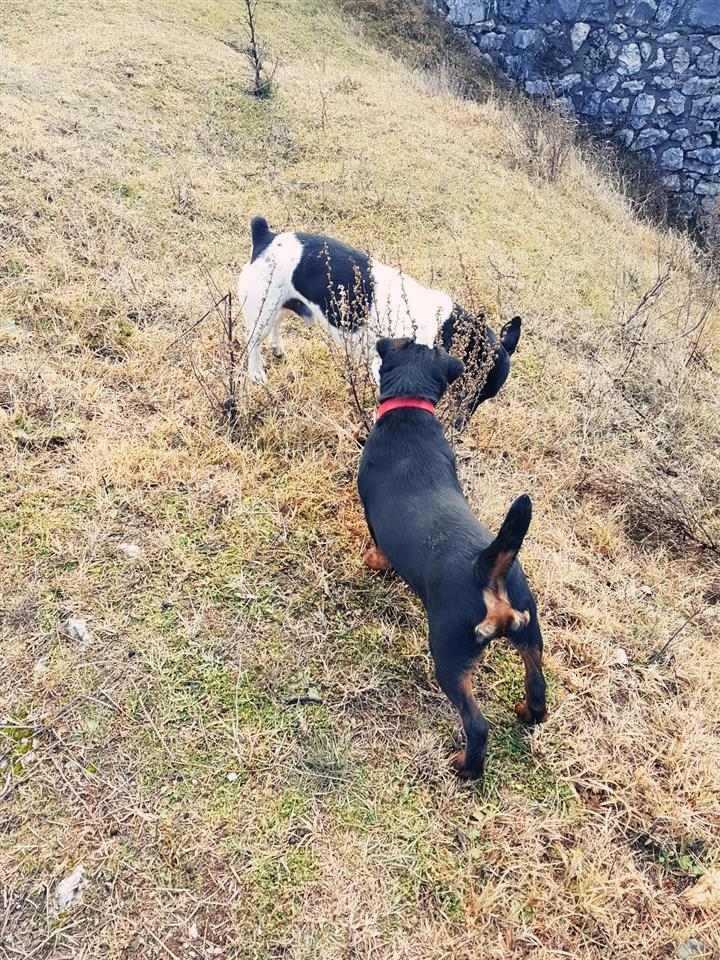 Terrier