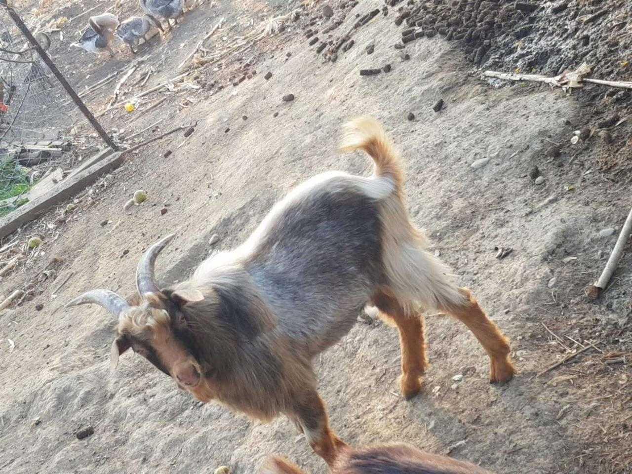 Shiten-