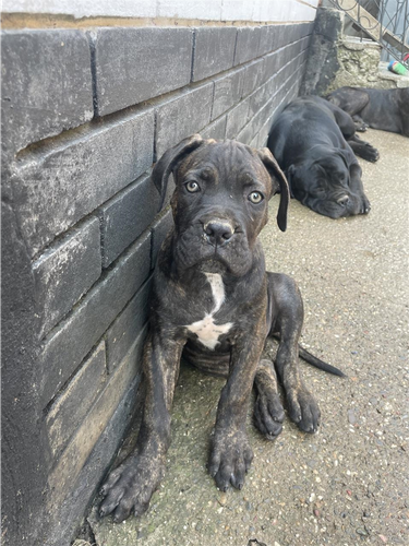 Cane corso