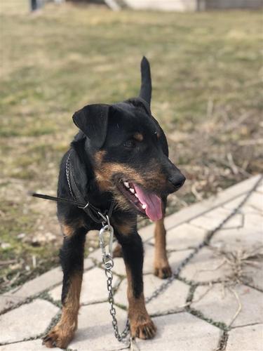 Terrier