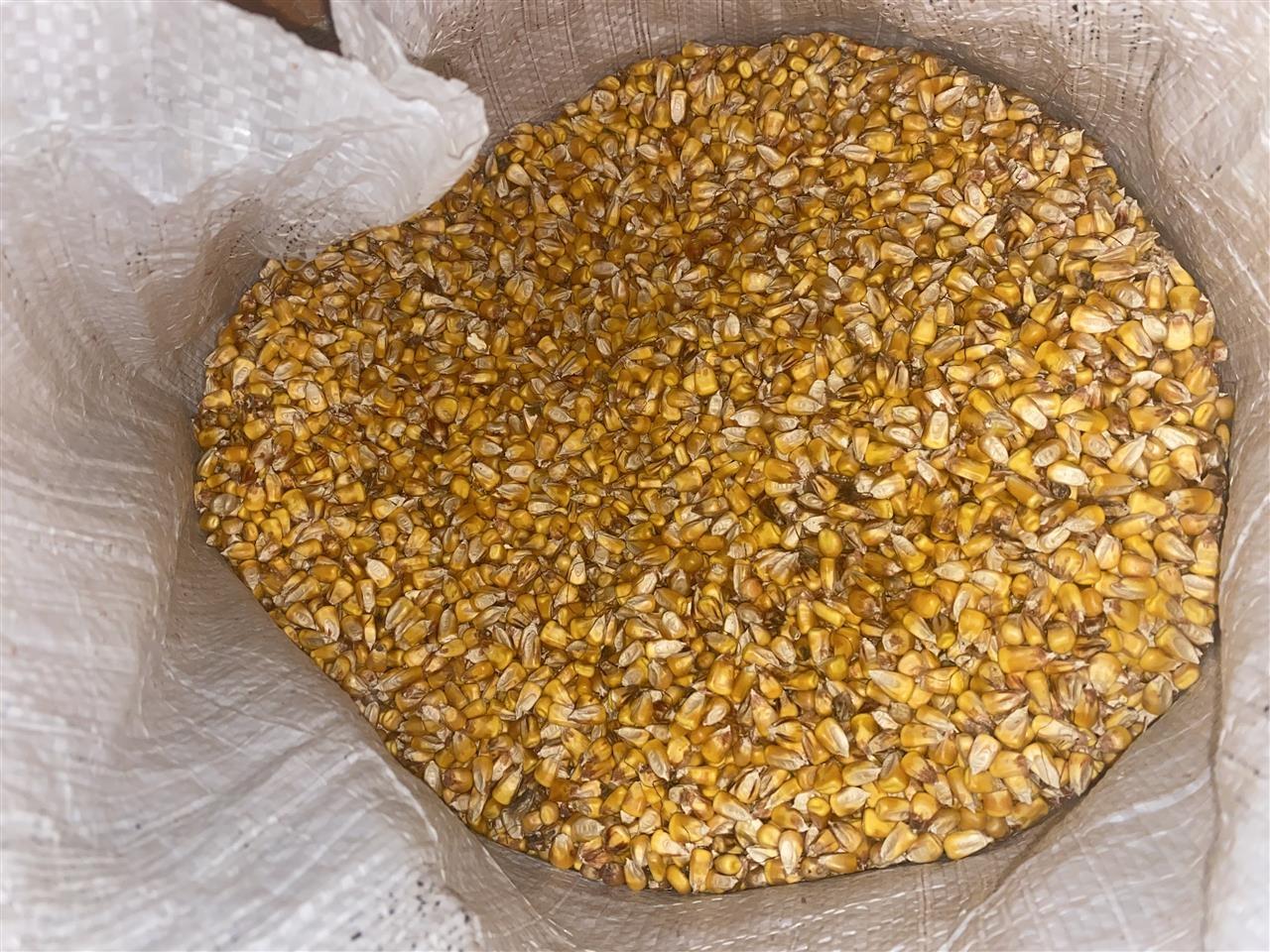 Kallamoq