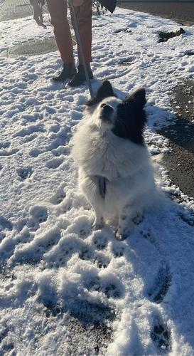 Qan ( German mini spitz )
