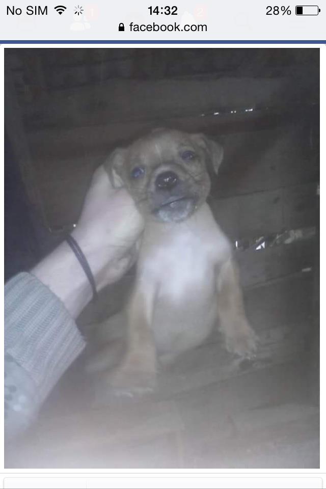 Pitbull