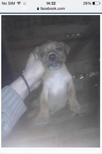 Pitbull