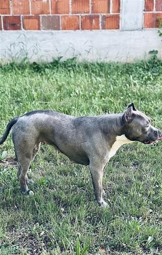 Blu Nose