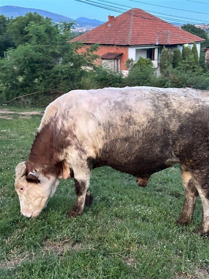 shiten-mzet-per-kurban
