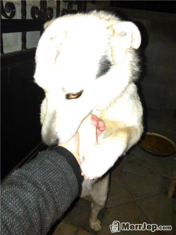Qen mashkull