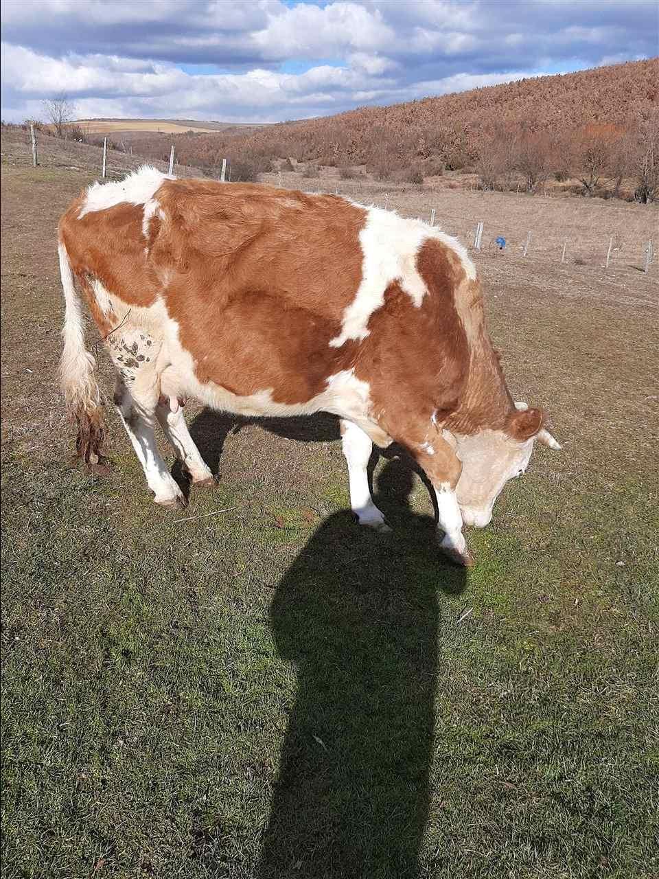 Shetit
