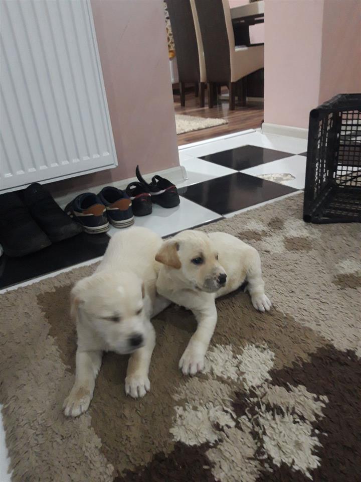 Labrador