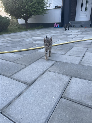 Mac per adoptim