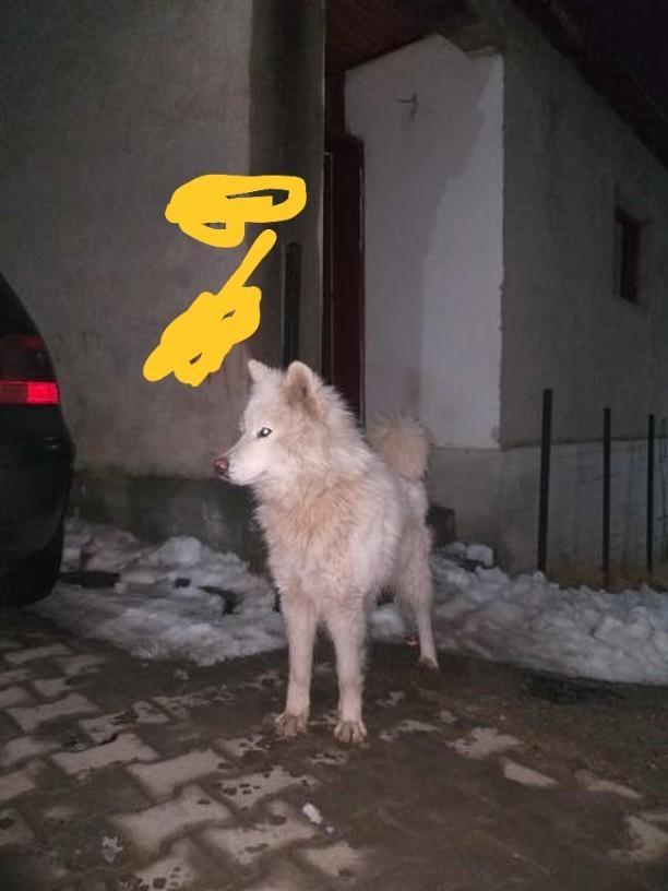 Samoyed
