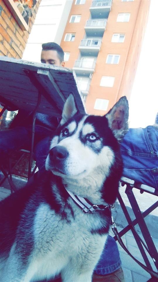 haski