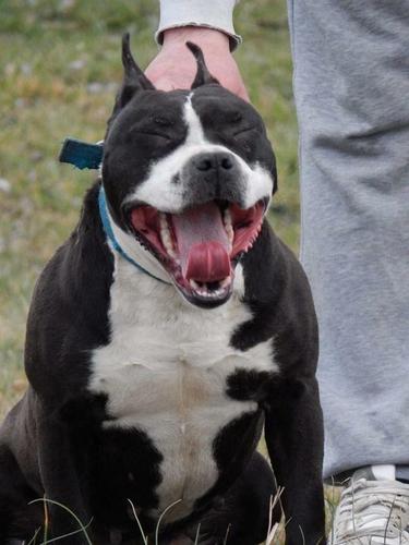 Pitbull