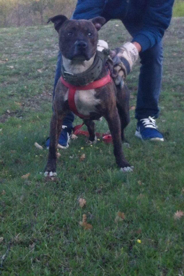 Pitbull-apbt