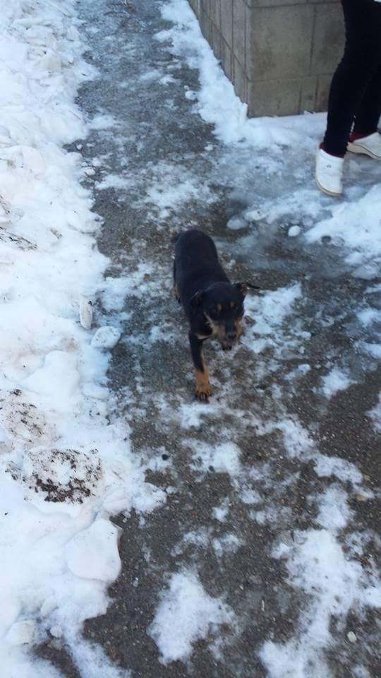 Terrier