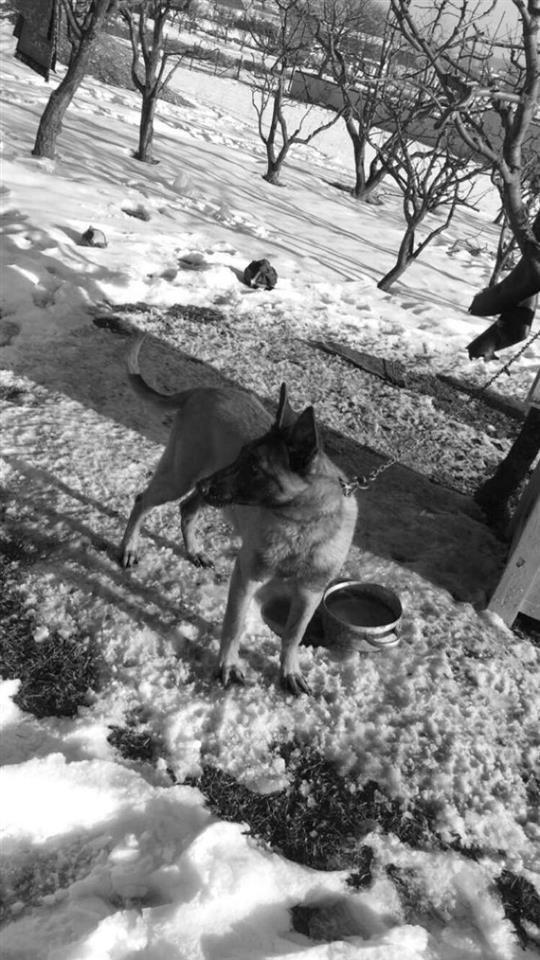 Belgian-Malinois