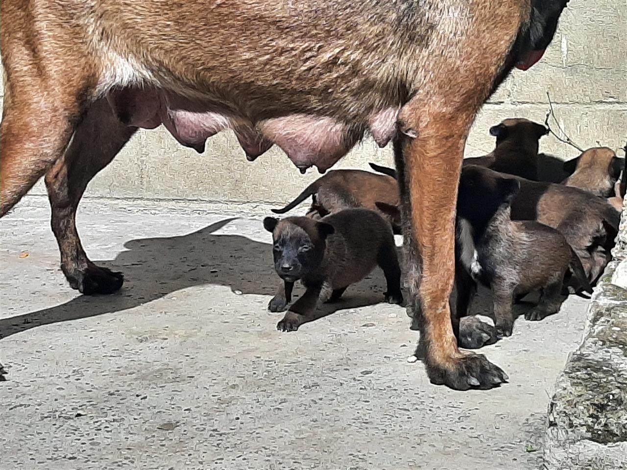 Belgian-malinois
