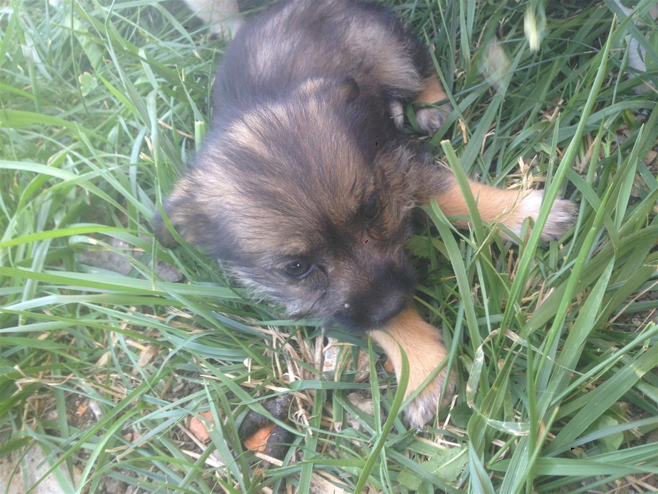 Terrier-