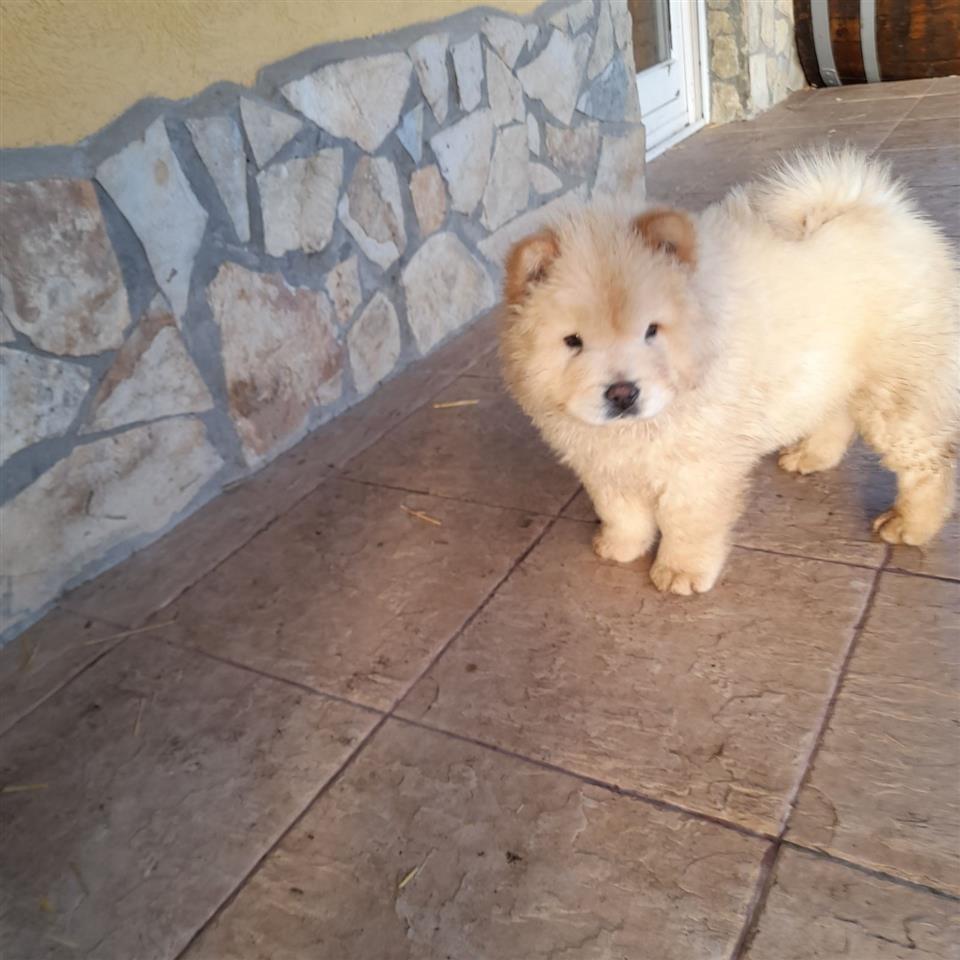 Chow-chow