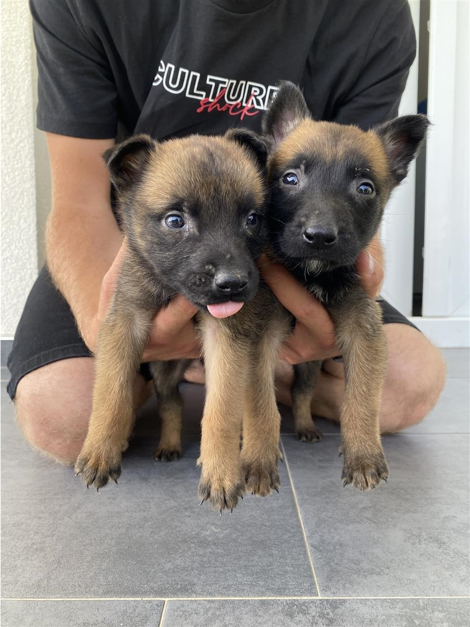 Belg-malinois