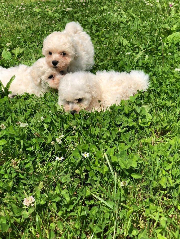 Bichon