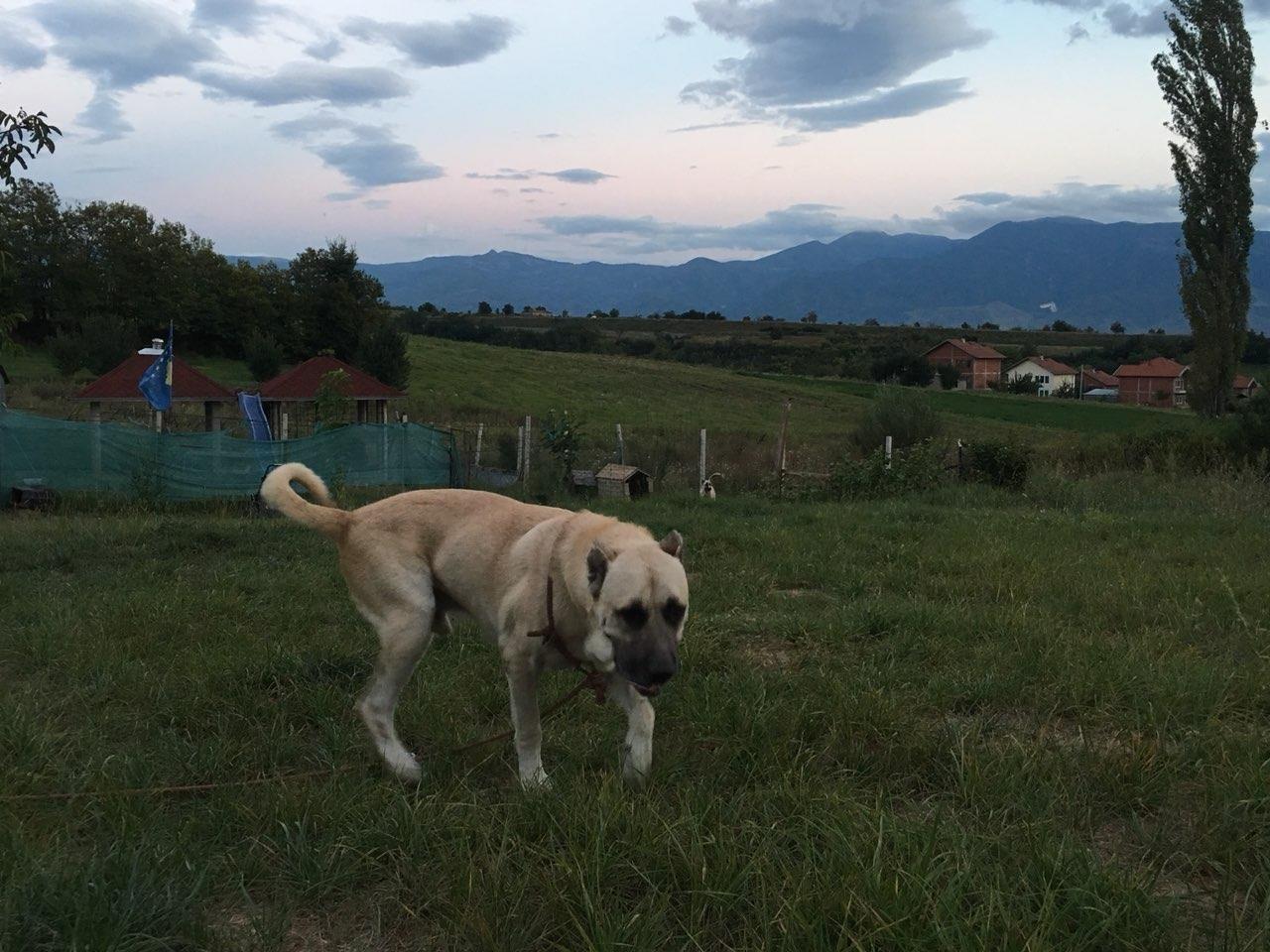 kangall