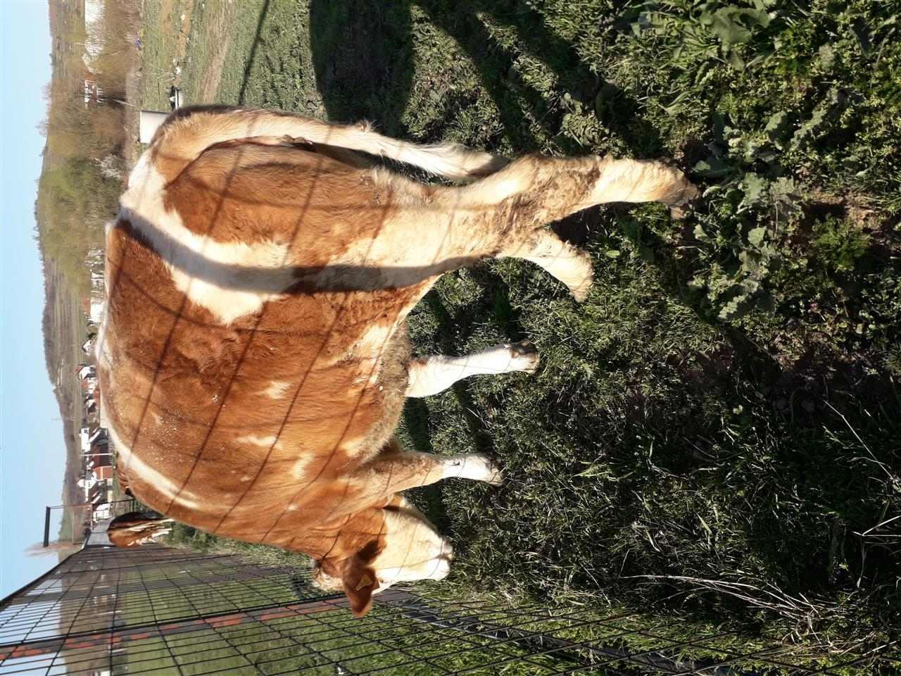 Mshtjerr