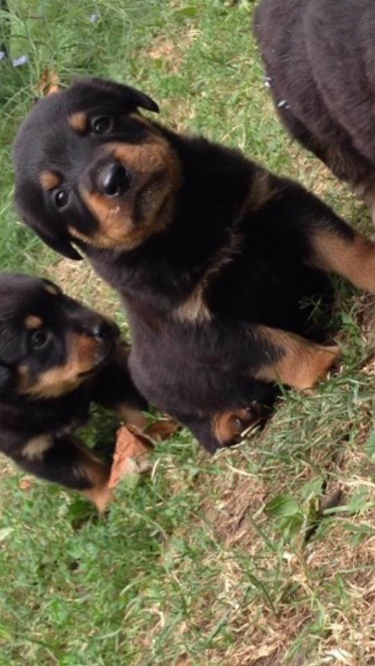 Rotweiler