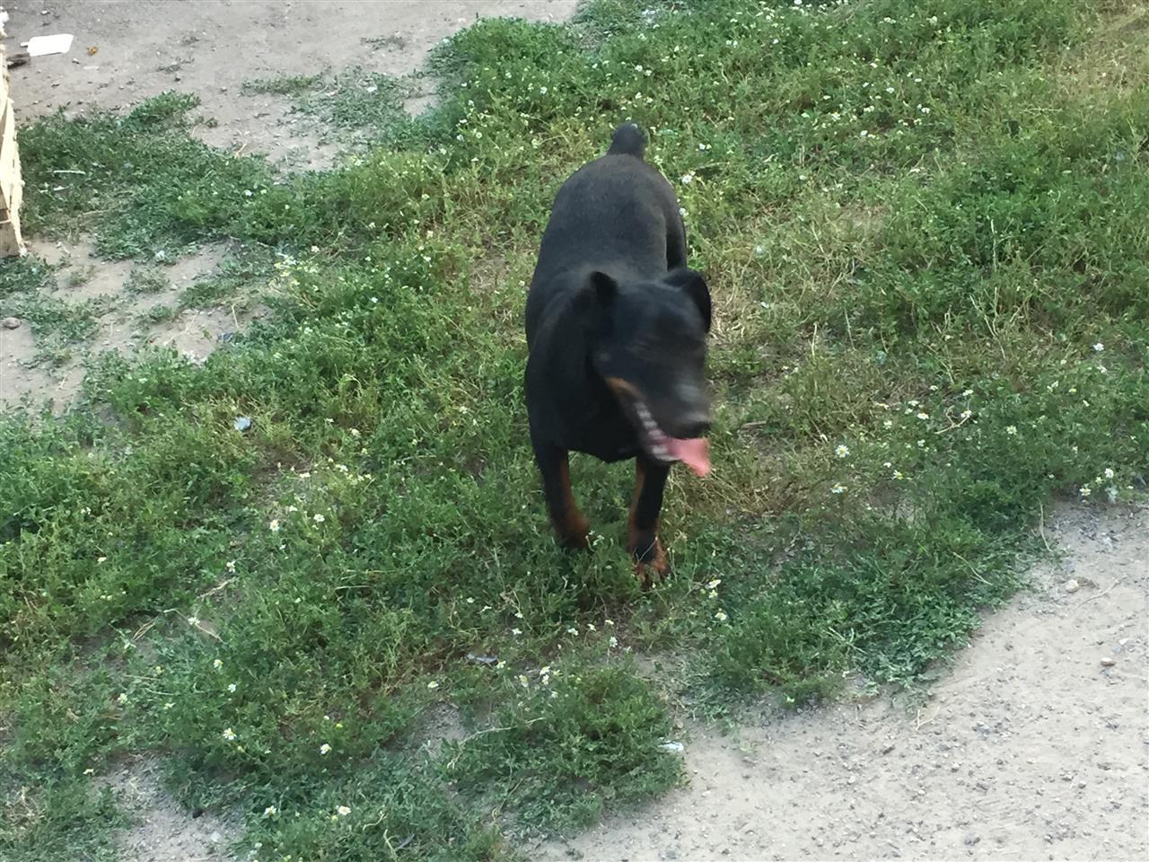 Terrier