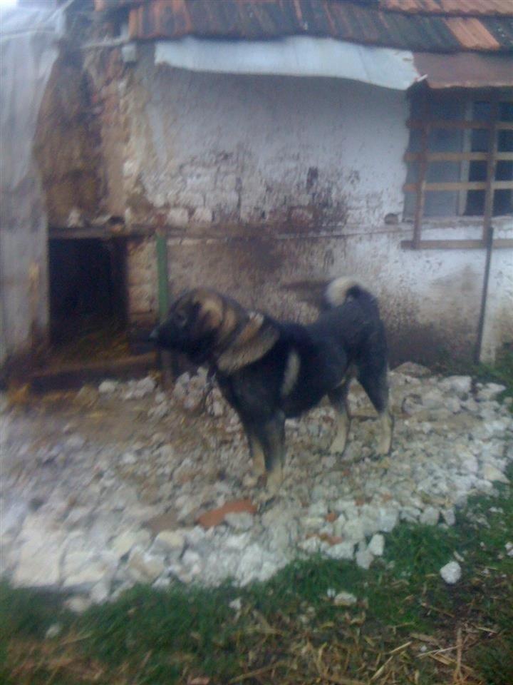 Qeni