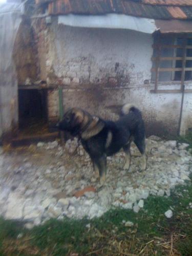 Qeni