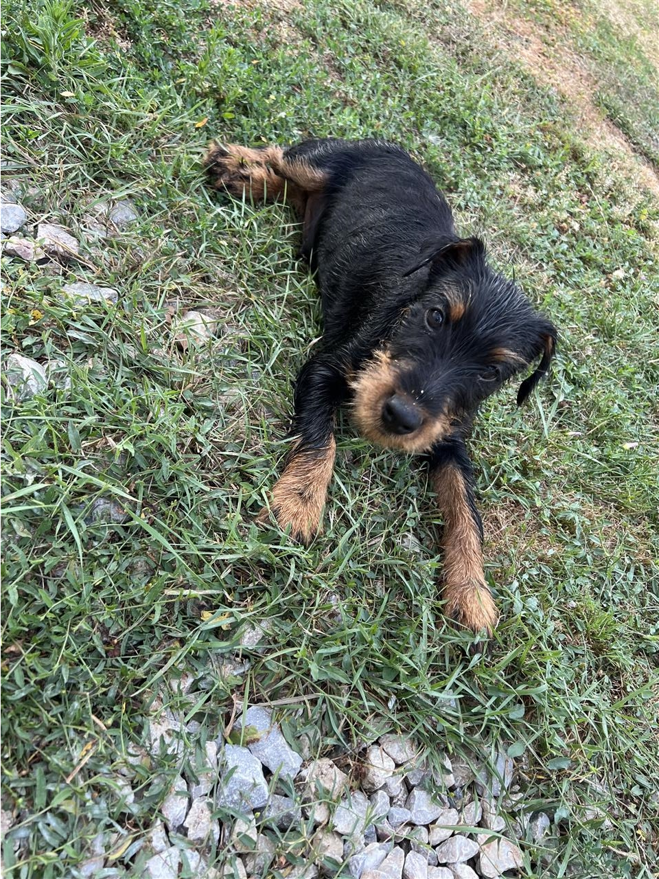 Terrier