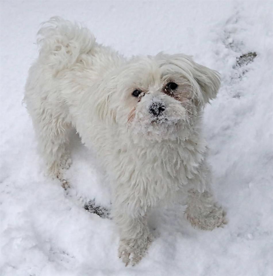 Maltezer