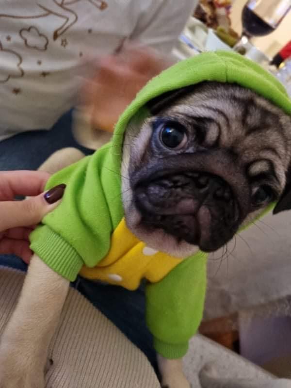 Pug