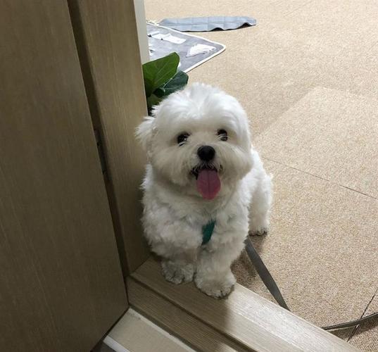 Maltezer