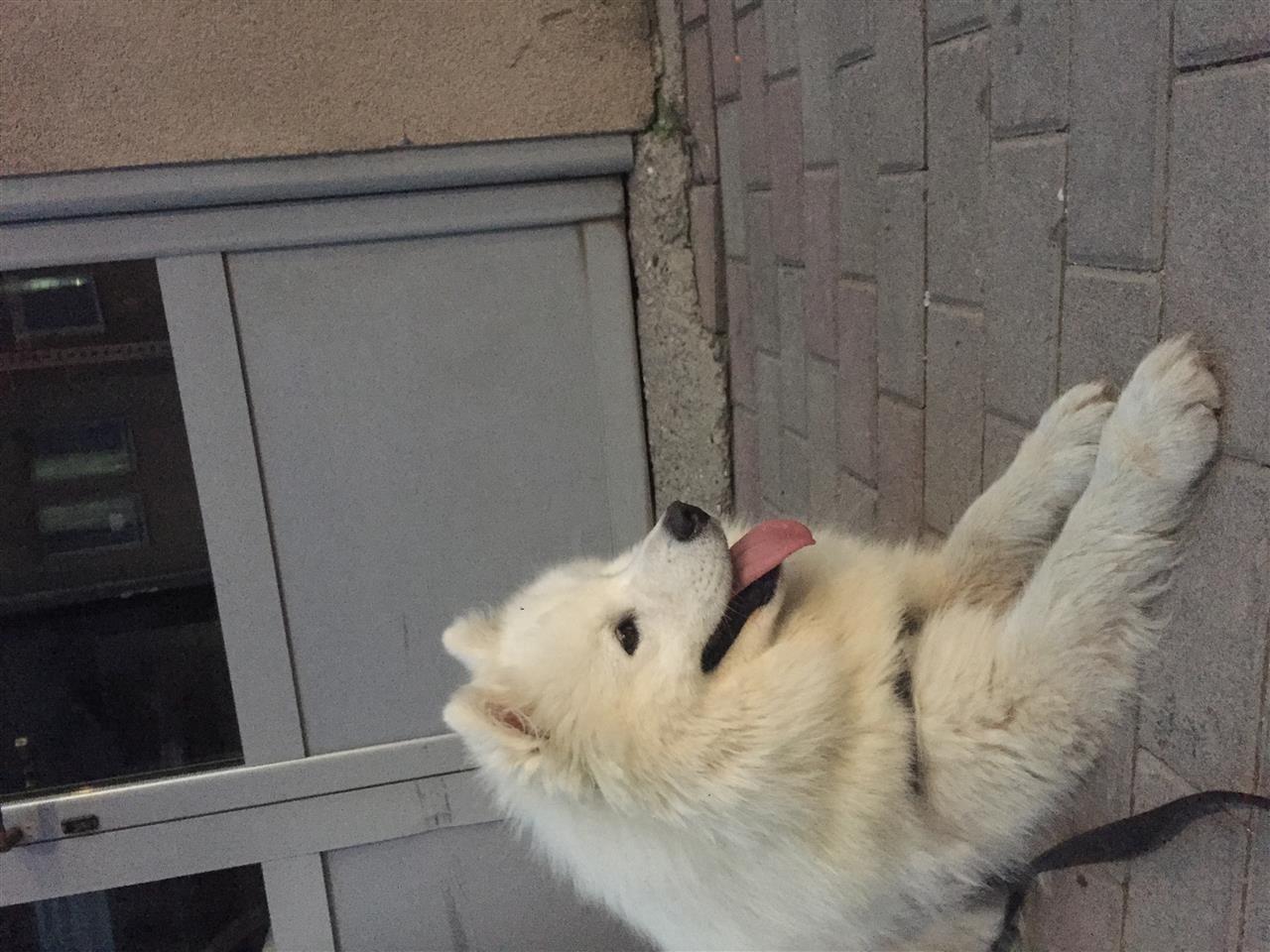 Samoyed