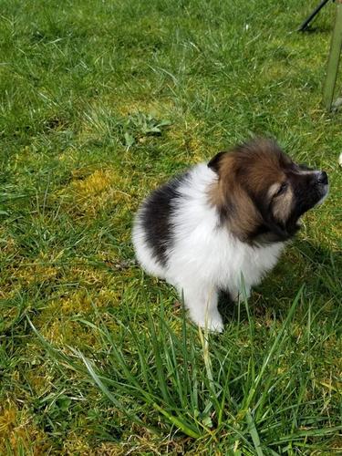 Minispitz