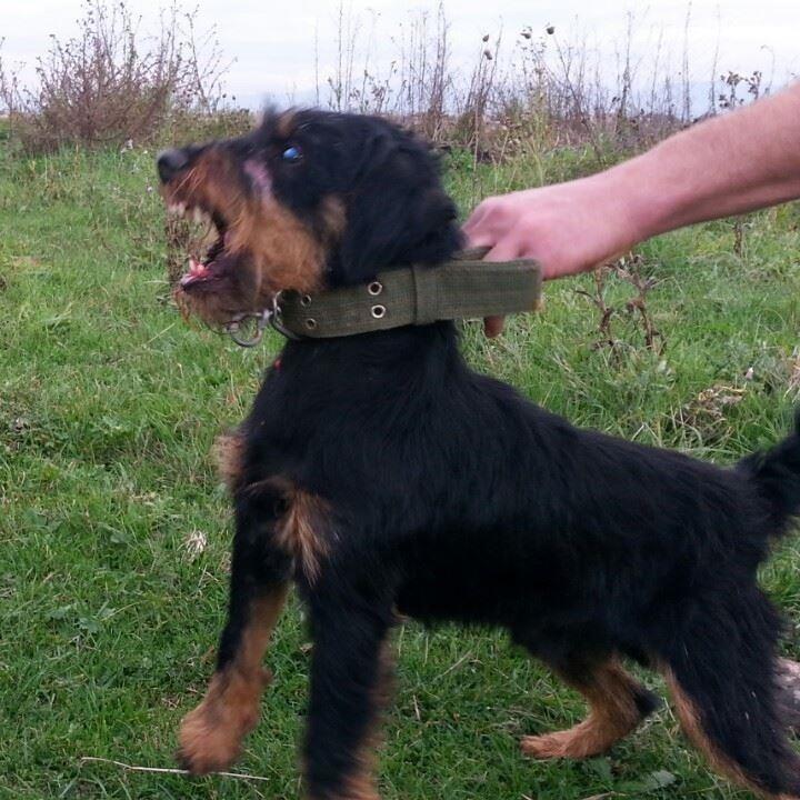 Jagdterrier